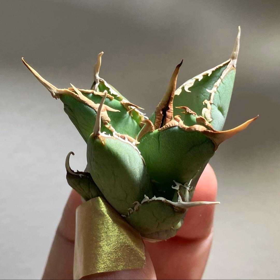 p*6様 【初売りオークション】38 REZA産　イラン株　強棘　アガベ　アング