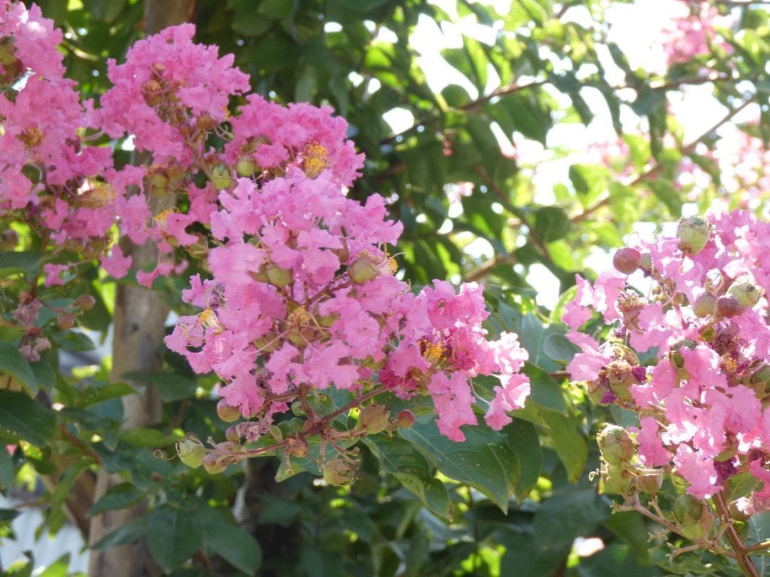 令和7年5月購入★PANASONIC パナソニック LUMIX DC-FZ85D