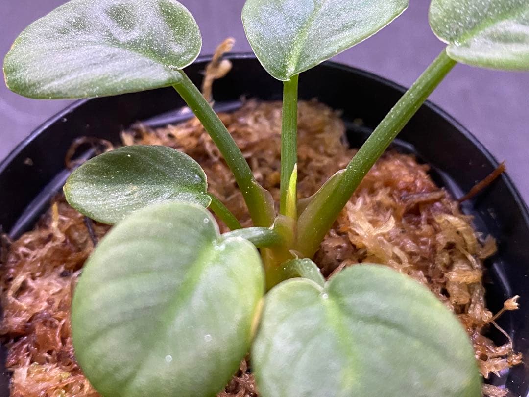 ホマロメナ/ Homalomena sp.“月輪” 【LA0318-01】 子株