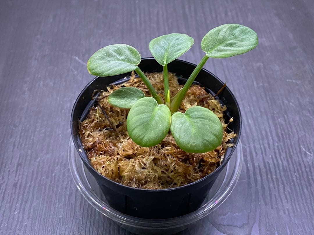 ホマロメナ/ Homalomena sp.“月輪” 【LA0318-01】 子株