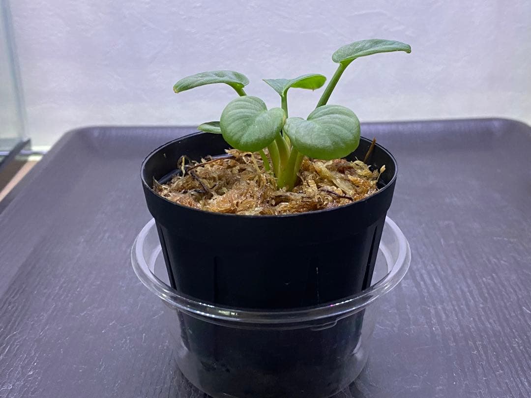 ホマロメナ/ Homalomena sp.“月輪” 【LA0318-01】 子株