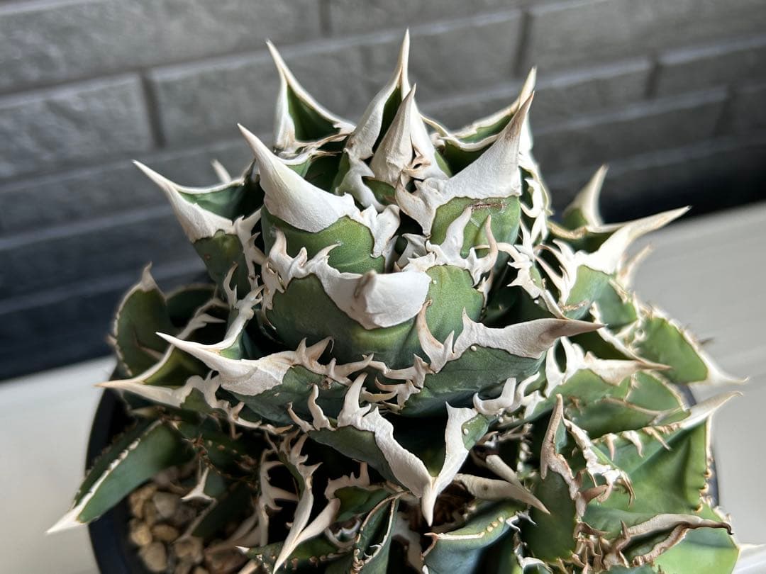 【ラスト】アガベ 大白鯊 ホオジロザメ CJ special Ivory w.a