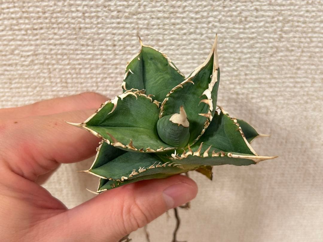 【ラスト】アガベ 大白鯊 ホオジロザメ CJ special Ivory w.a