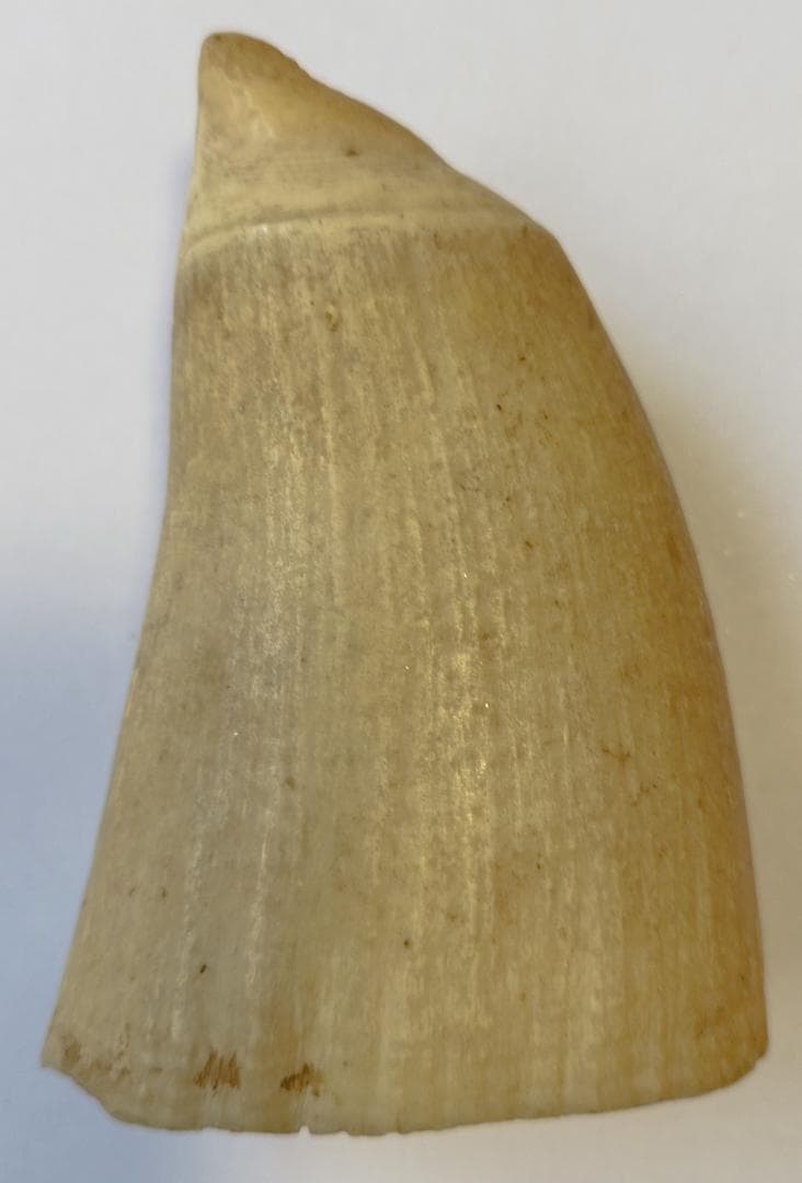 送料無料 超希少 クジラの歯 本物 　無加工　マッコウ鯨　#観賞用 #鯨歯#素材