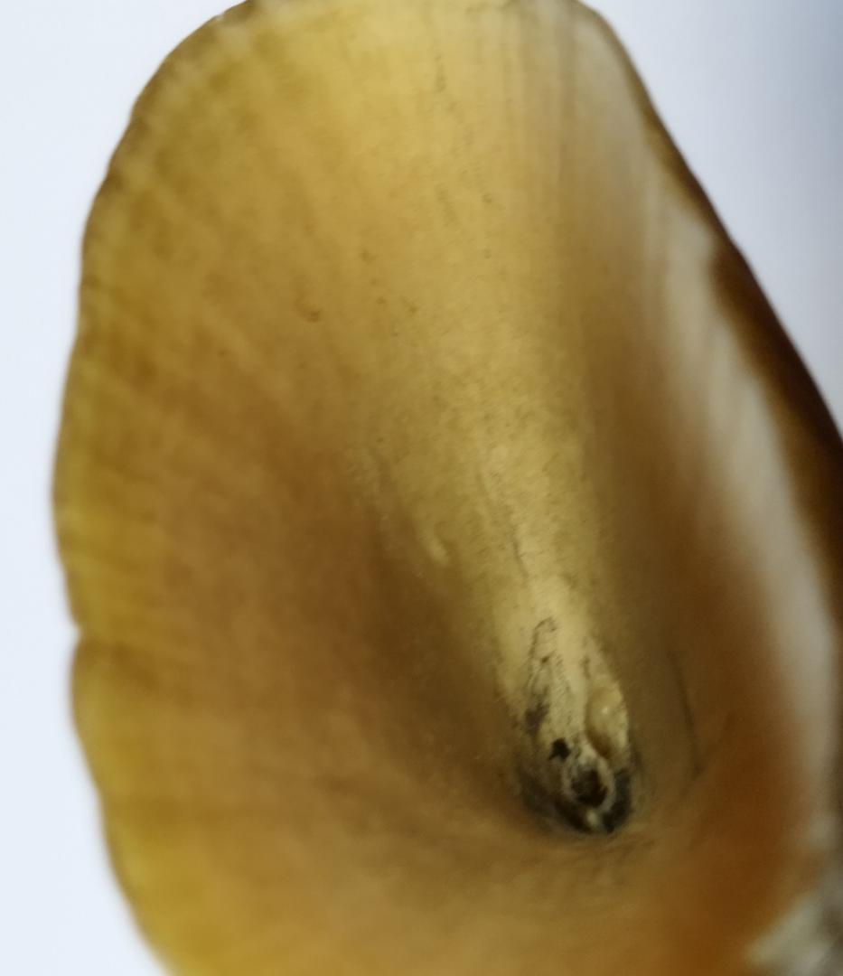 送料無料 超希少 クジラの歯 本物 　無加工　マッコウ鯨　#観賞用 #鯨歯#素材