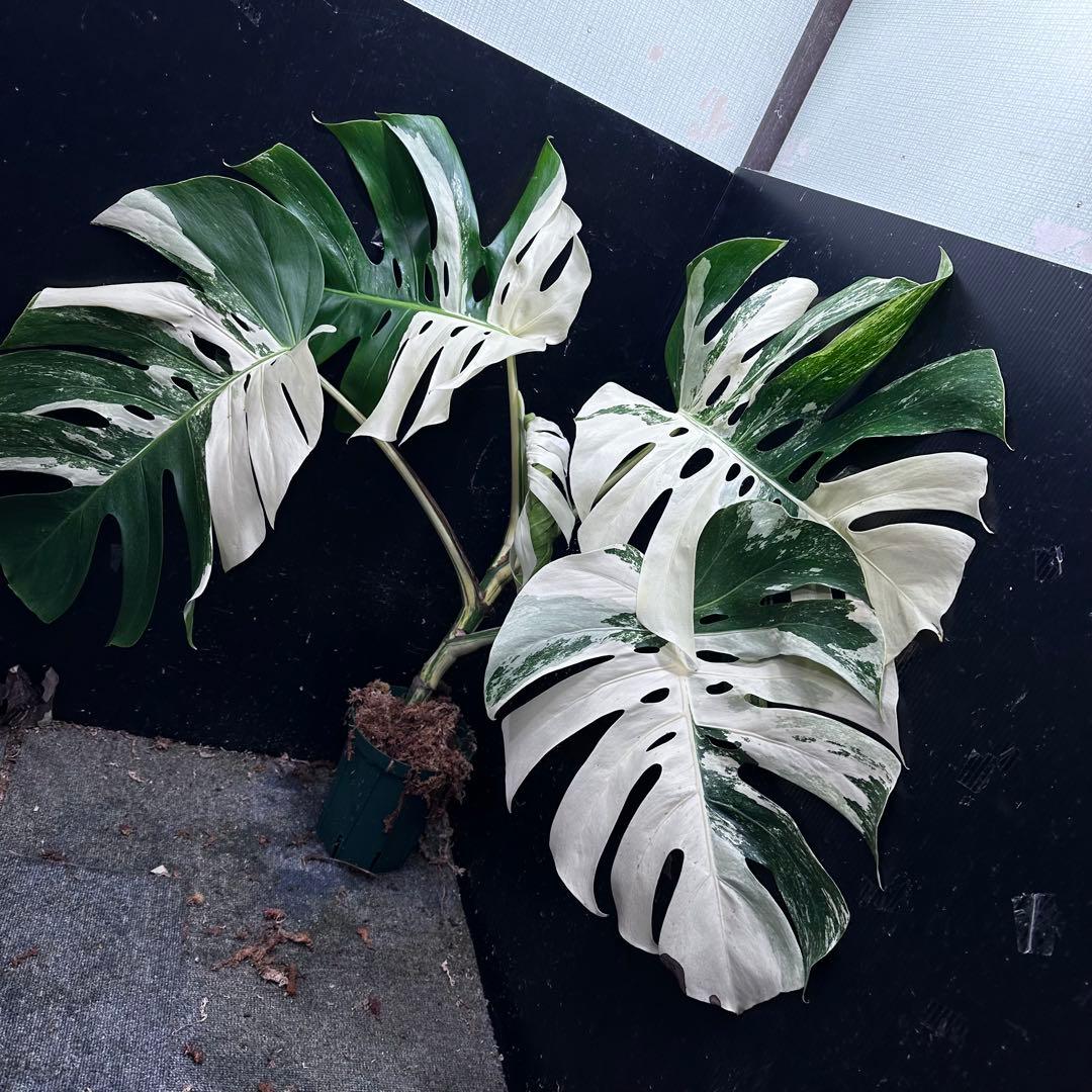 き*き様 斑入りモンステラ ホワイトタイガー極美大株84cm白斑多