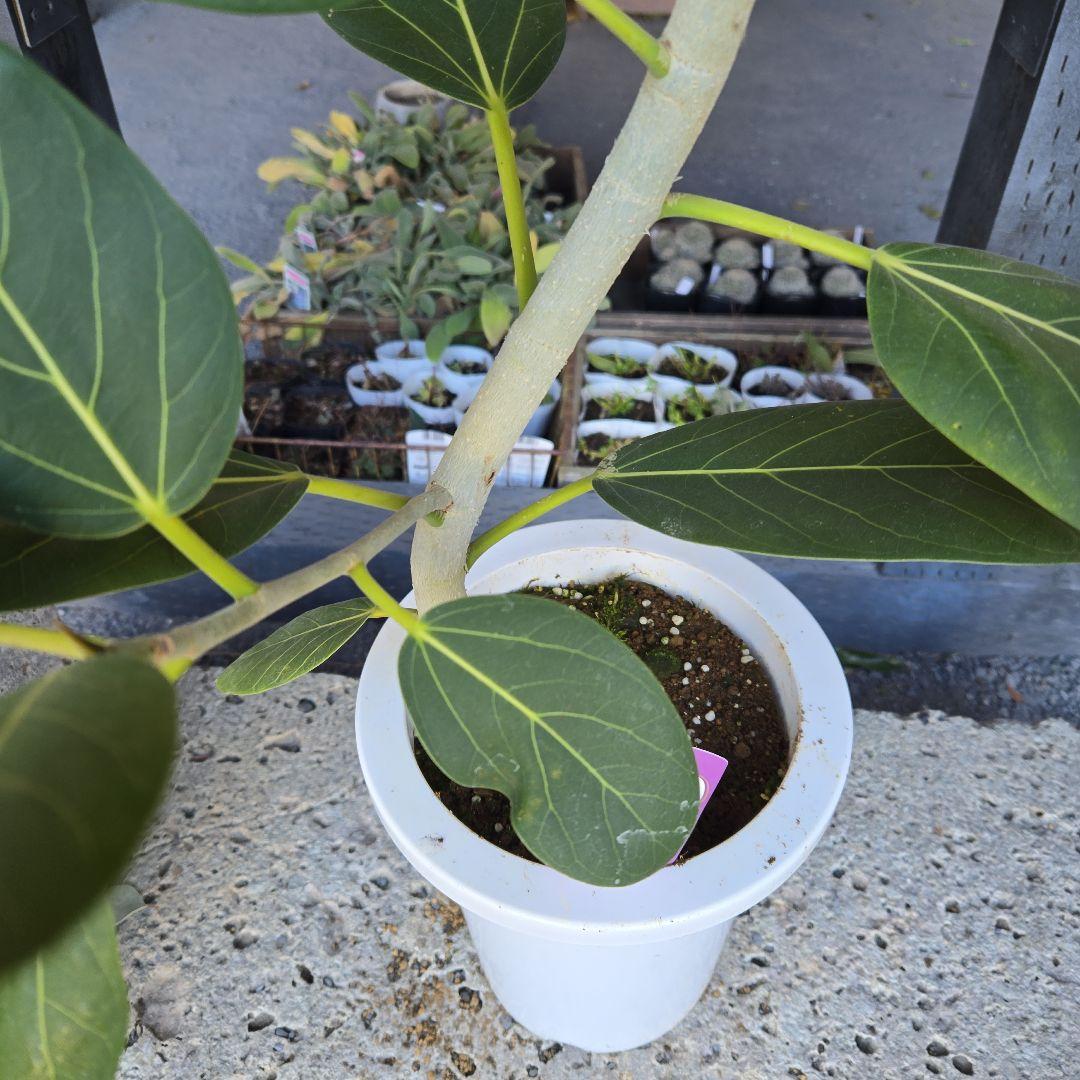 ⑤　フィカス　ベンガレンシオードリー曲がり仕立て　7号