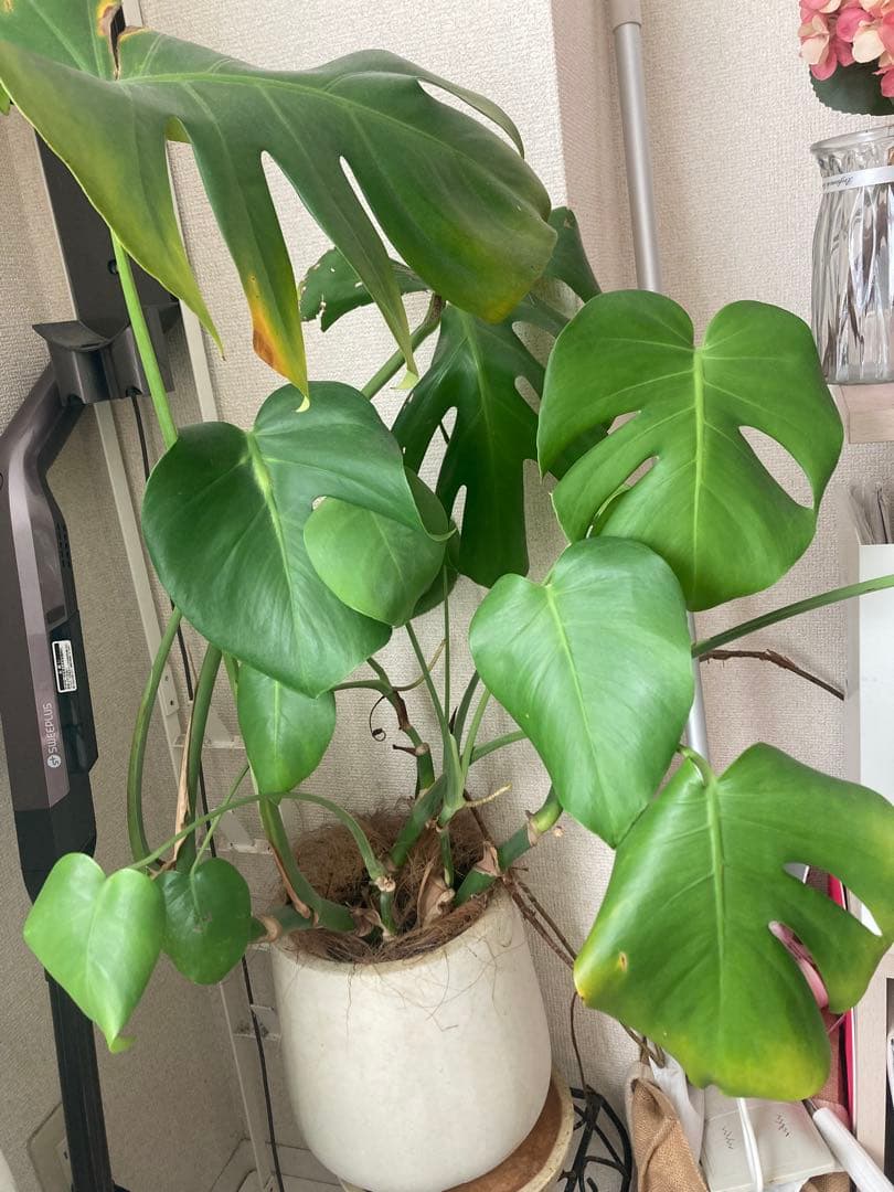 うまごんページになります