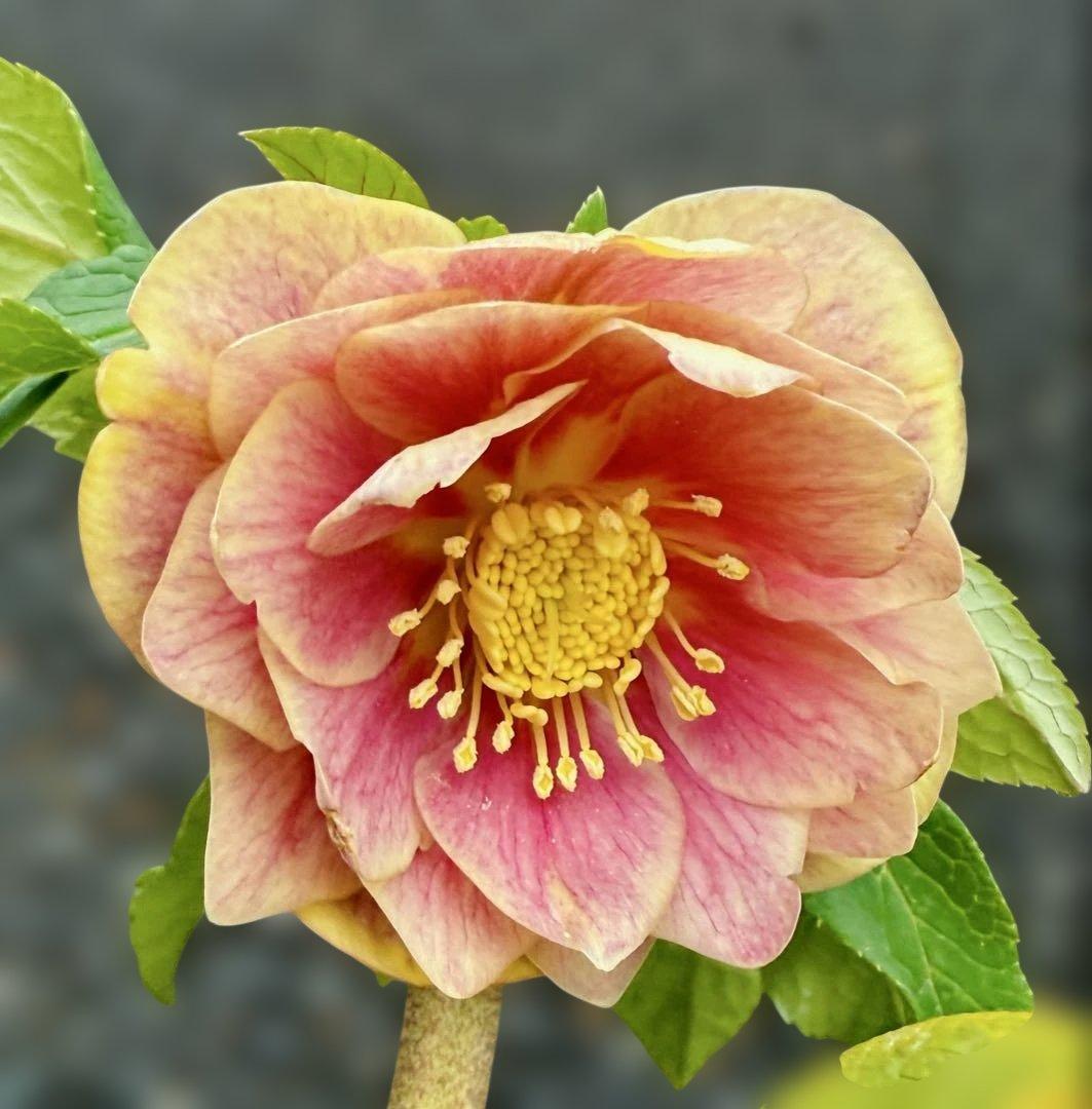 ★素晴らしい！オーレア、レッドぼかし★ソレイユ風★クリスマスローズ開花株