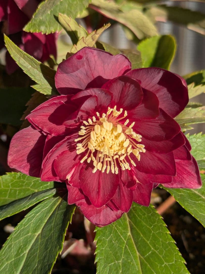 広瀬園芸 クリスマスローズ ★極上ベルベットレッドdd★