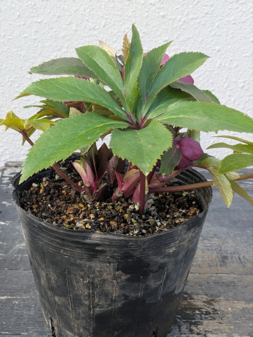 広瀬園芸 クリスマスローズ ★極上ベルベットレッドdd★