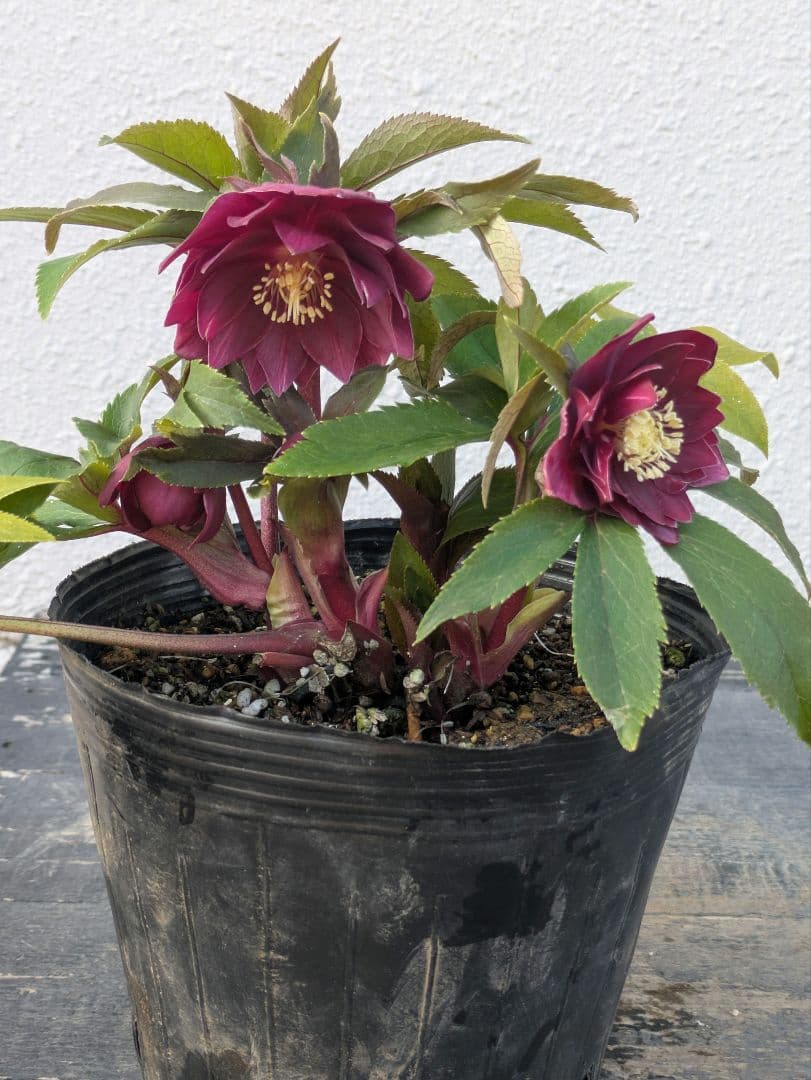 広瀬園芸 クリスマスローズ ★極上ベルベットレッドdd★