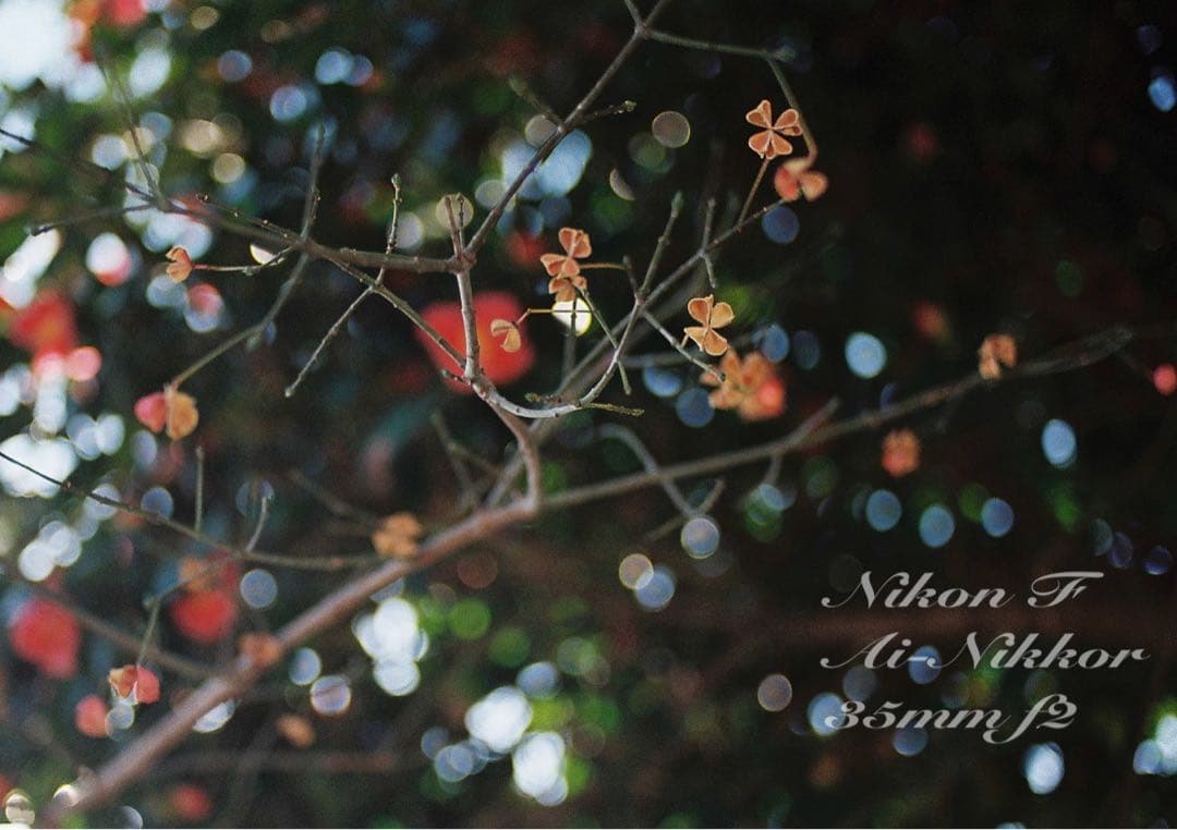 nikon f フォトミック★完動品＊美品＊初期保証★35mm f2！★作例必見