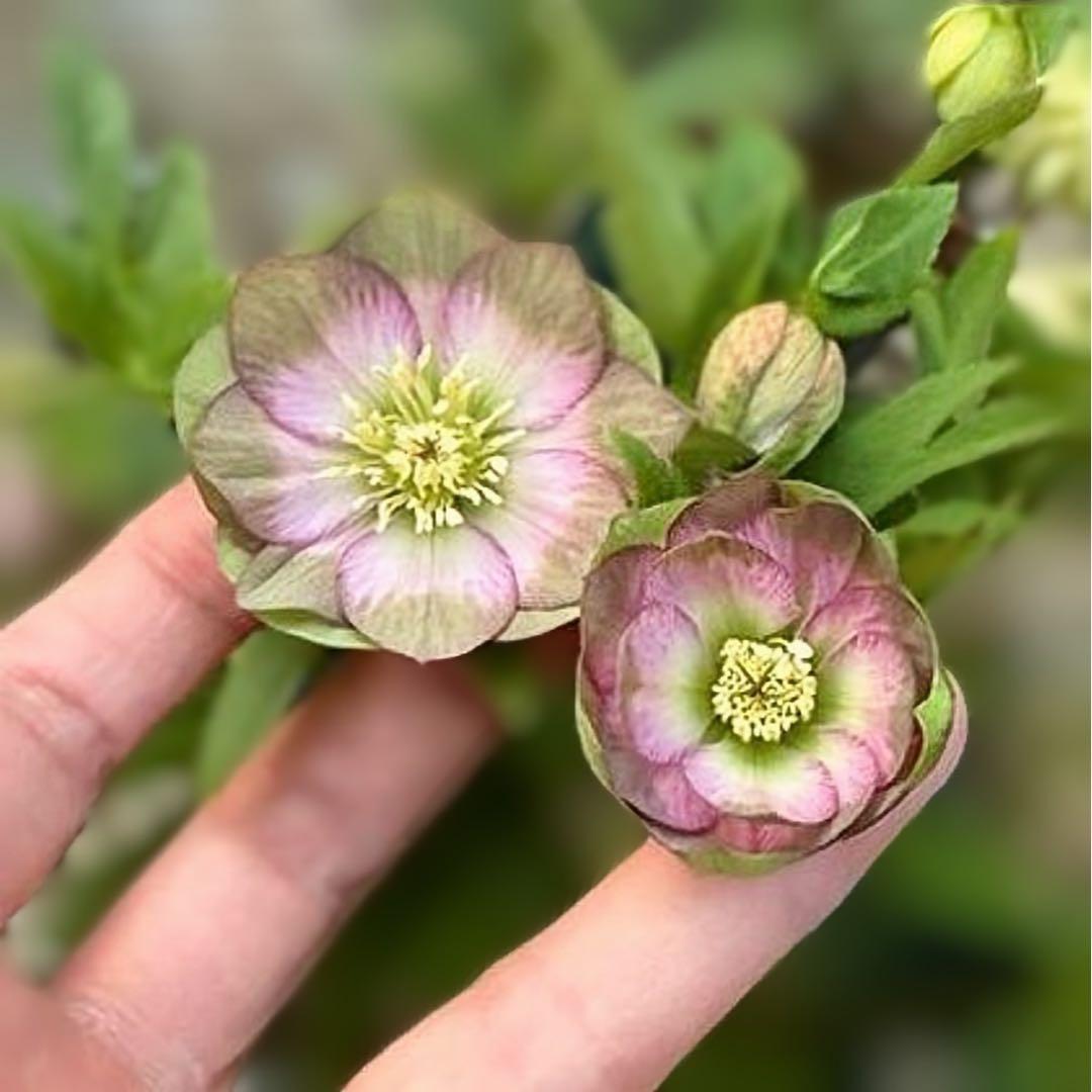 ヒ*イ様 ■かすり桜利休風■ 今季株分け クリスマスローズ