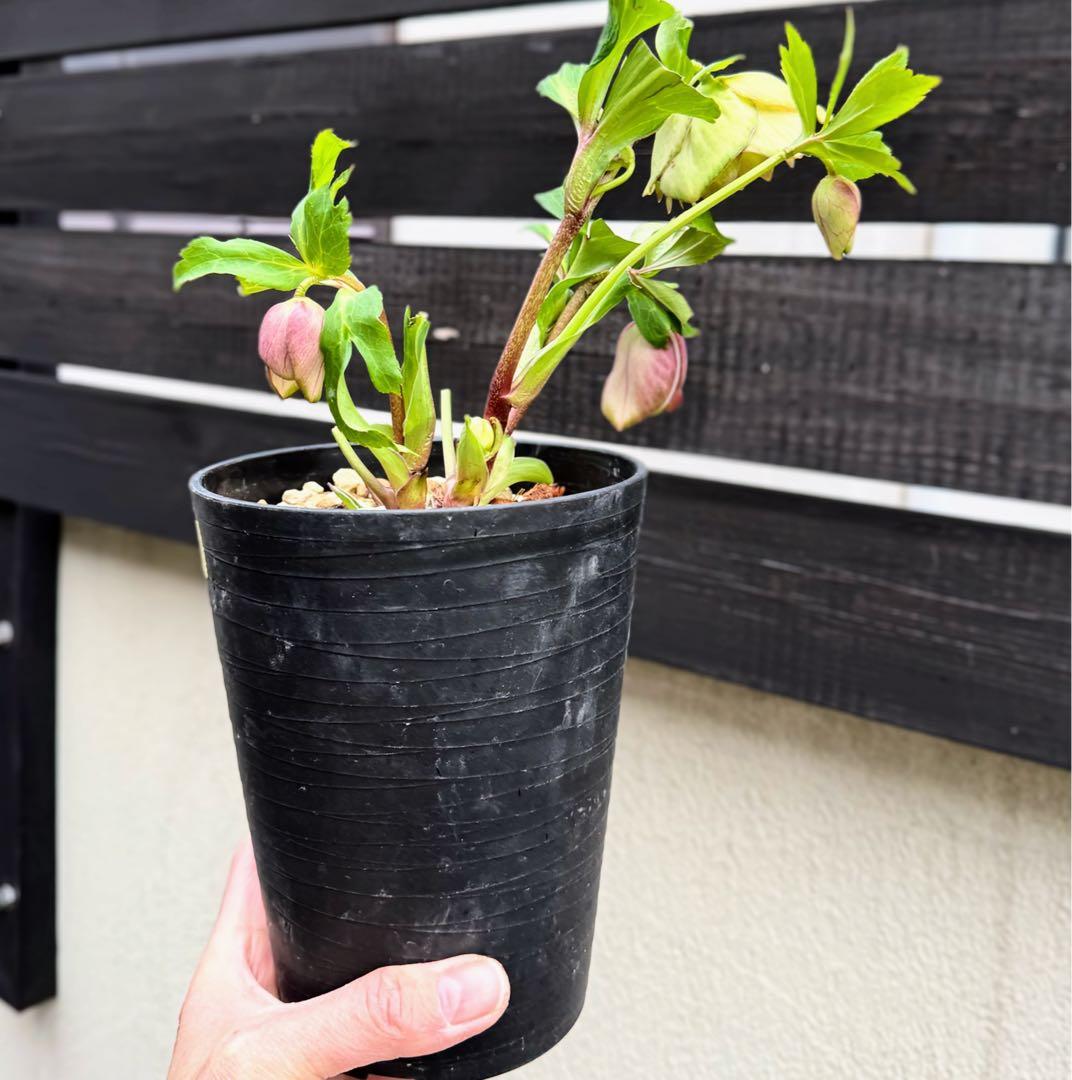 ヒ*イ様 ■かすり桜利休風■ 今季株分け クリスマスローズ