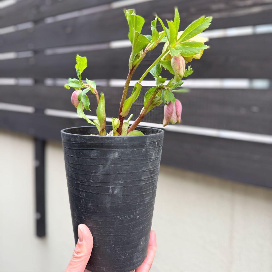 ヒ*イ様 ■かすり桜利休風■ 今季株分け クリスマスローズ