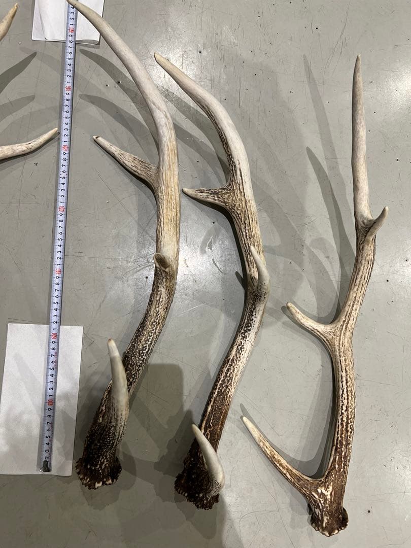 鹿の角 約60〜70cm 5本