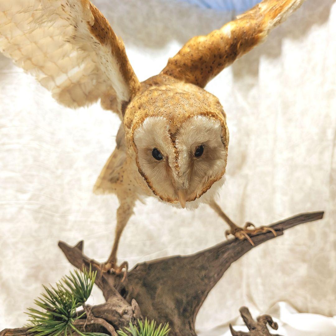 メンフクロウ 剥製