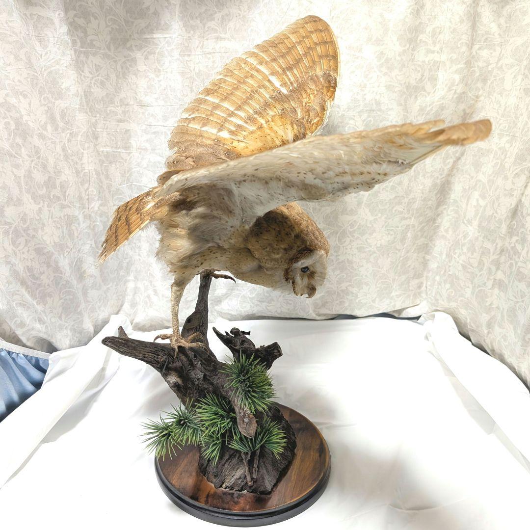 メンフクロウ 剥製