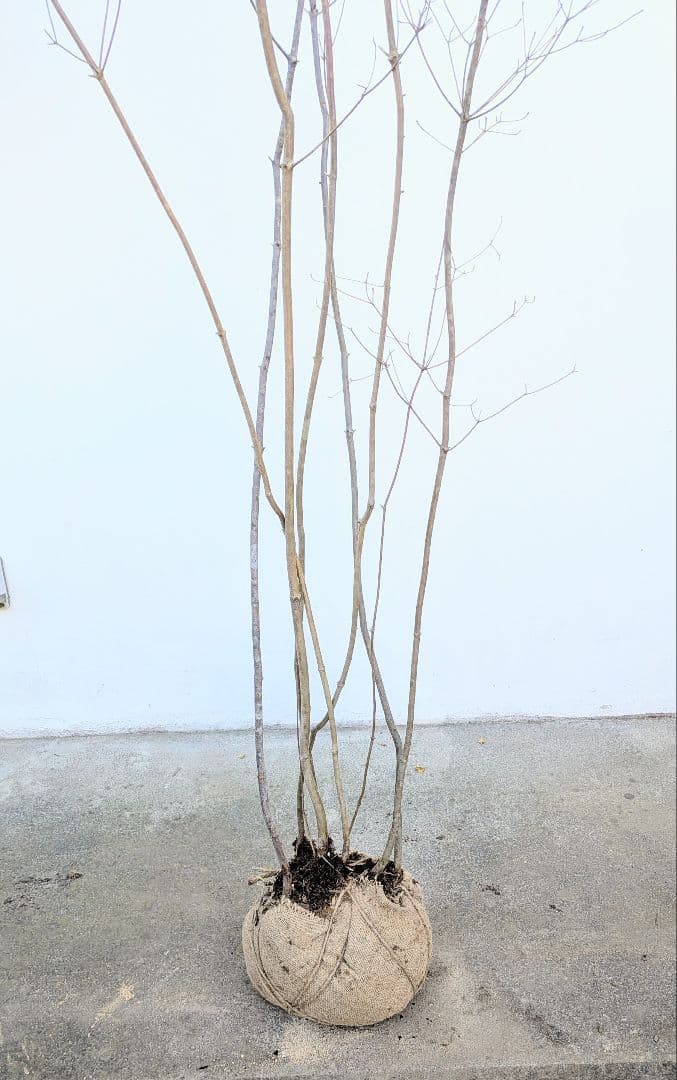 特大。至極。山採りドウダンツツジ。