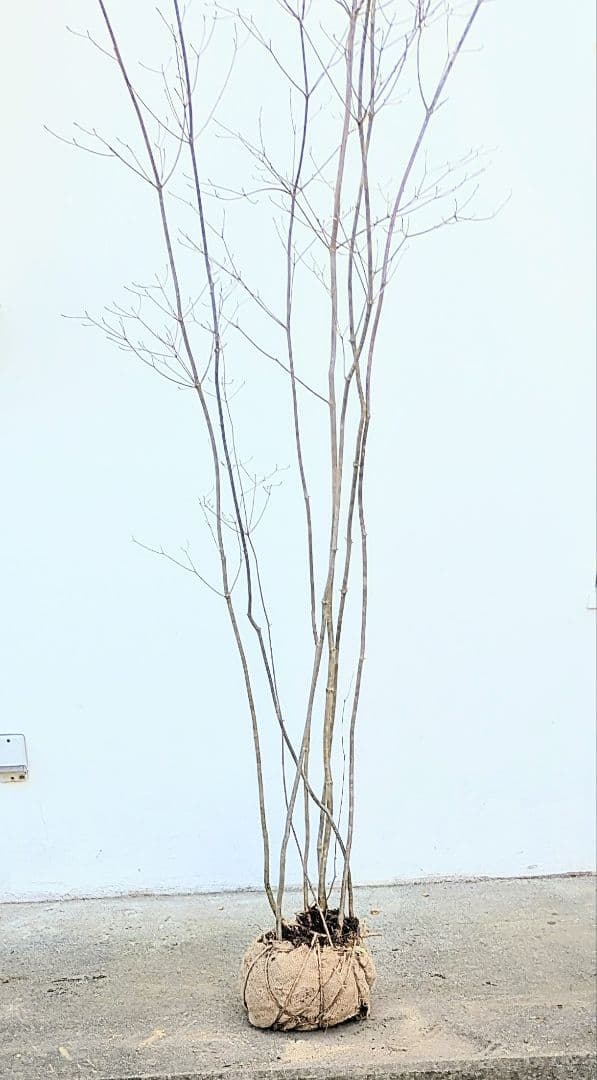 特大。至極。山採りドウダンツツジ。