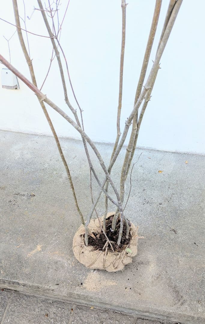 特大。至極。山採りドウダンツツジ。