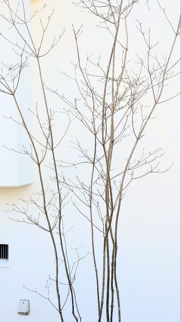 特大。至極。山採りドウダンツツジ。