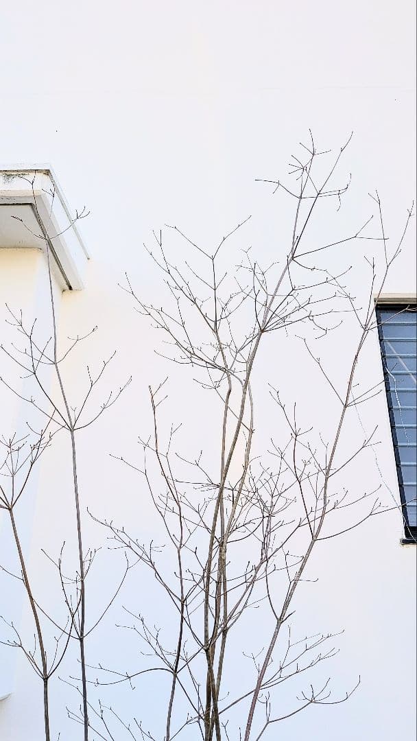 特大。至極。山採りドウダンツツジ。