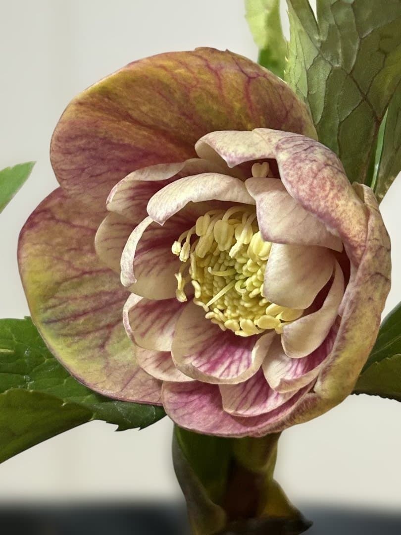 ラ*ズ様 クリスマスローズ　オーレア苗