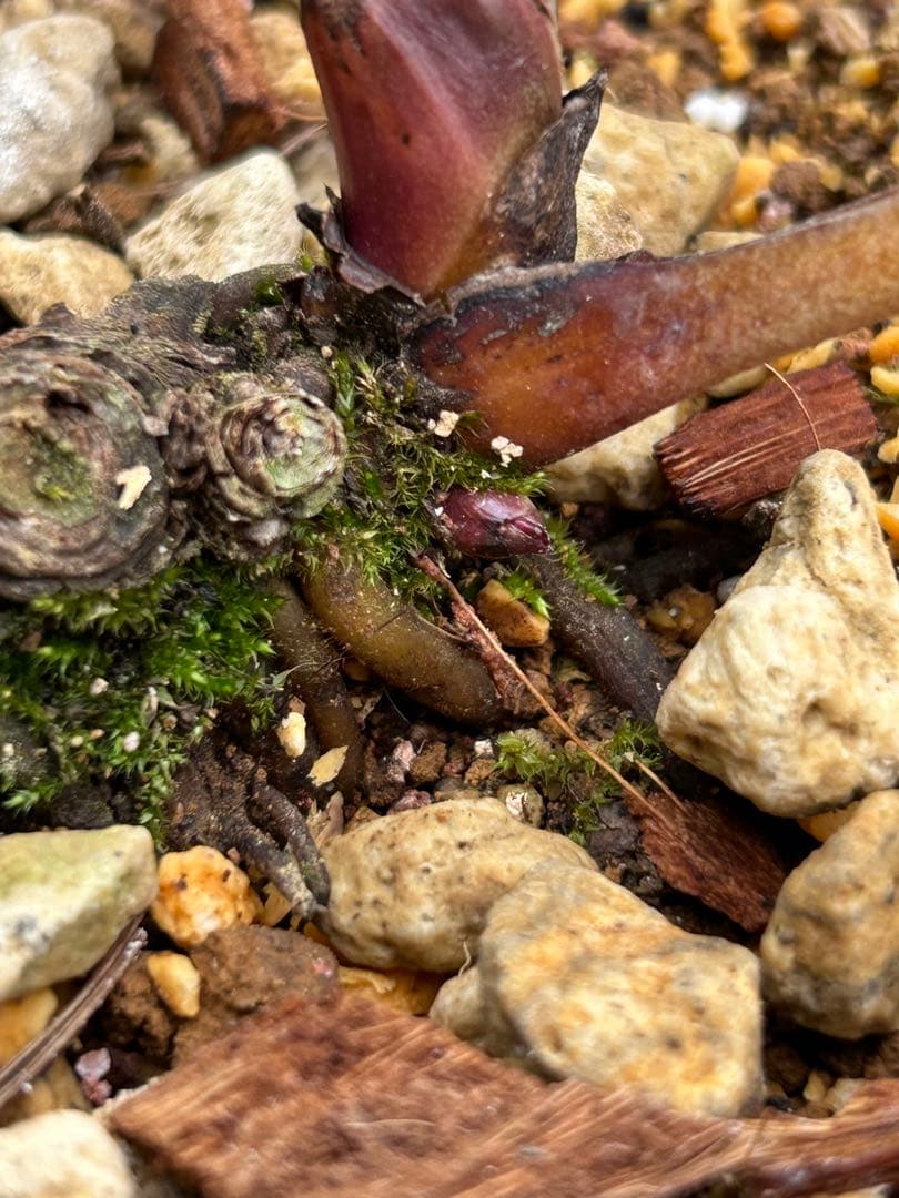 ラ*ズ様 クリスマスローズ　オーレア苗