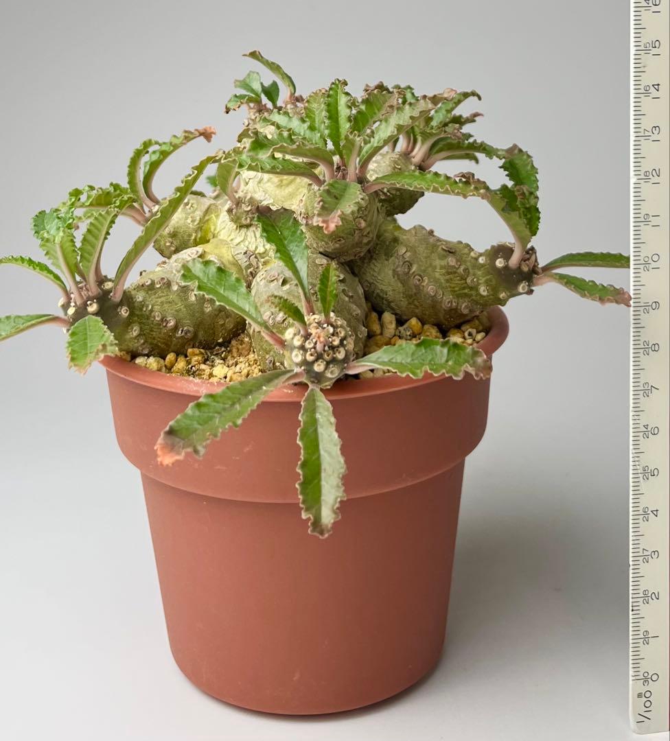 【レア/塊根植物】ドルステニア ラブラニー オス株（大株）鉢植え ③