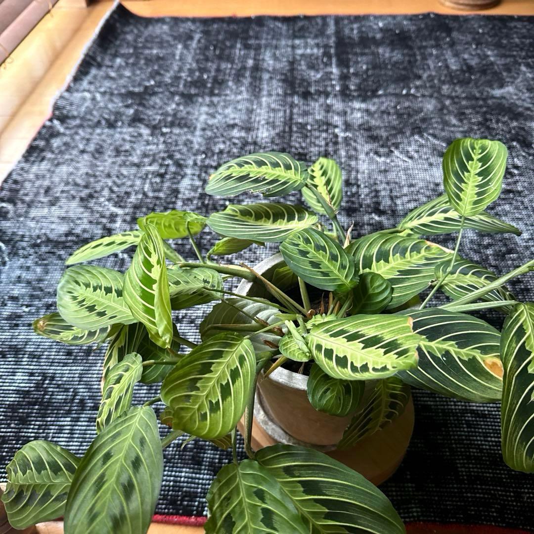 116.5×213.5オーバーダイ　ワンカラー赤ステッチ　トルコヴィンテージラグ