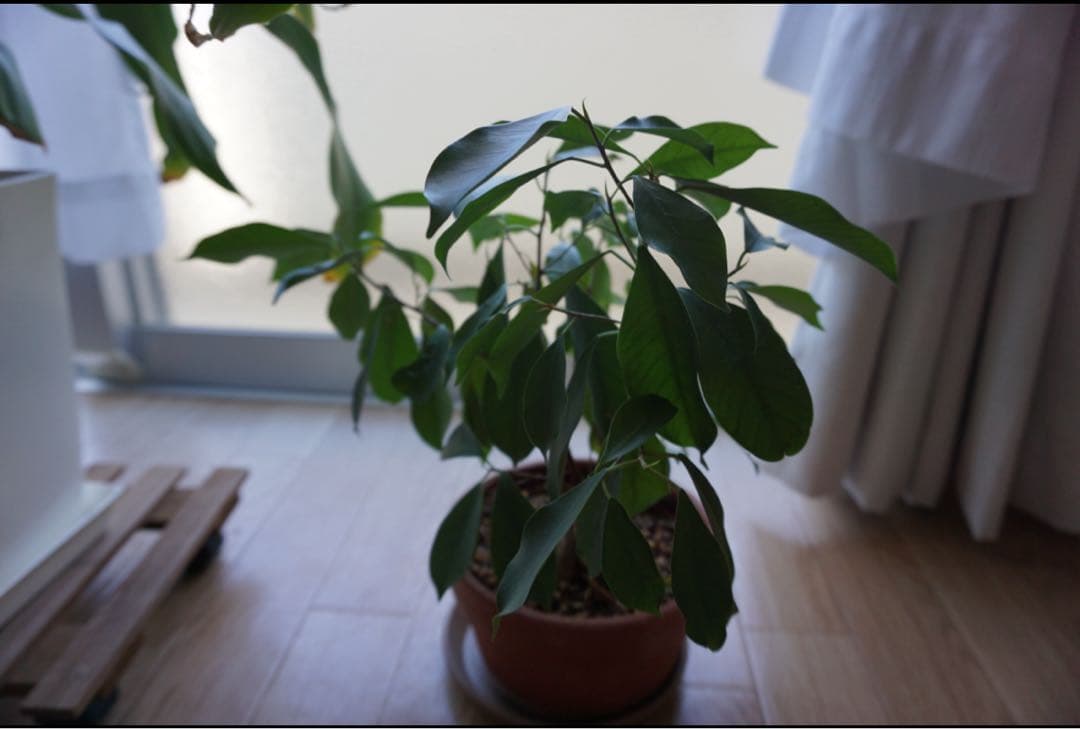 SONY ミラーレス一眼カメラ ホワイト 16-50mmレンズ　α5100