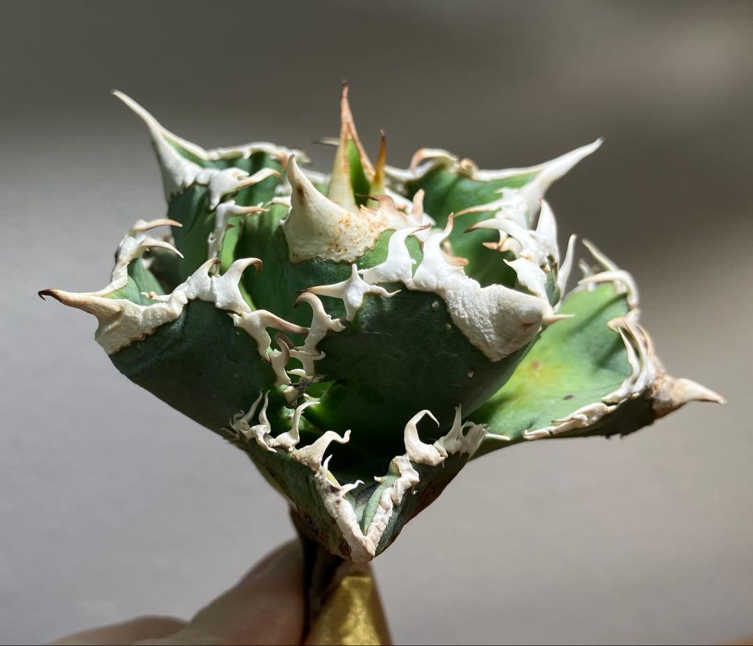 渡*志様 【初売りオークション】73 超選抜　太棘　アガベ　チタノタ　白豪刺　T