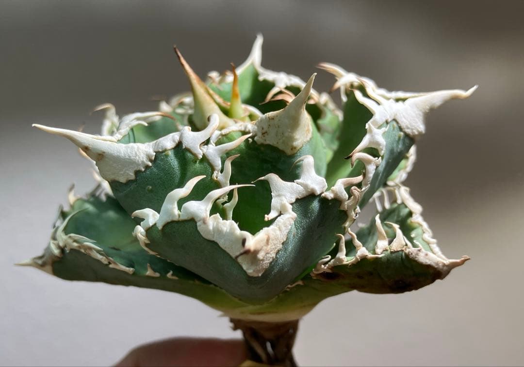 渡*志様 【初売りオークション】73 超選抜　太棘　アガベ　チタノタ　白豪刺　T