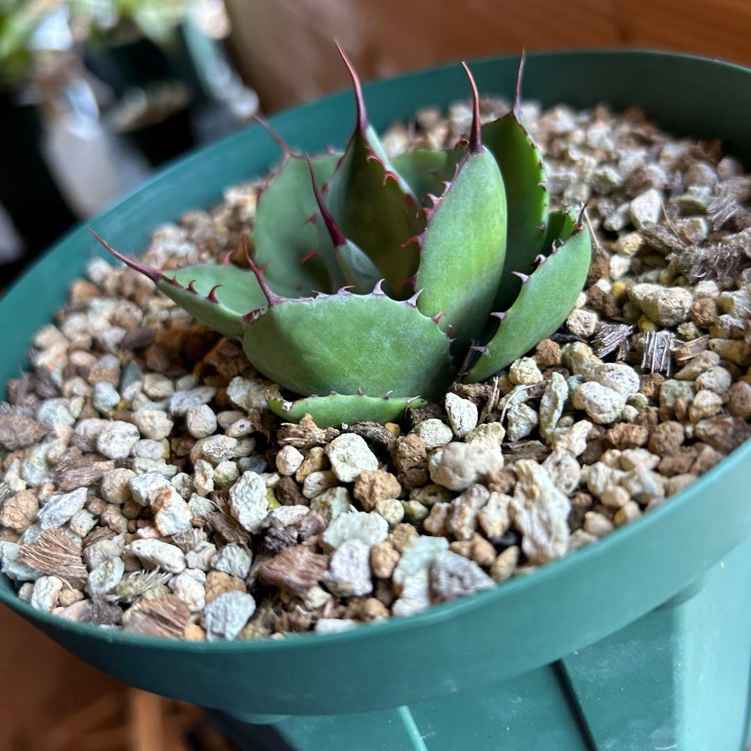 アガベ　パリー　トランカータ　塵斑　Ns産　散り斑