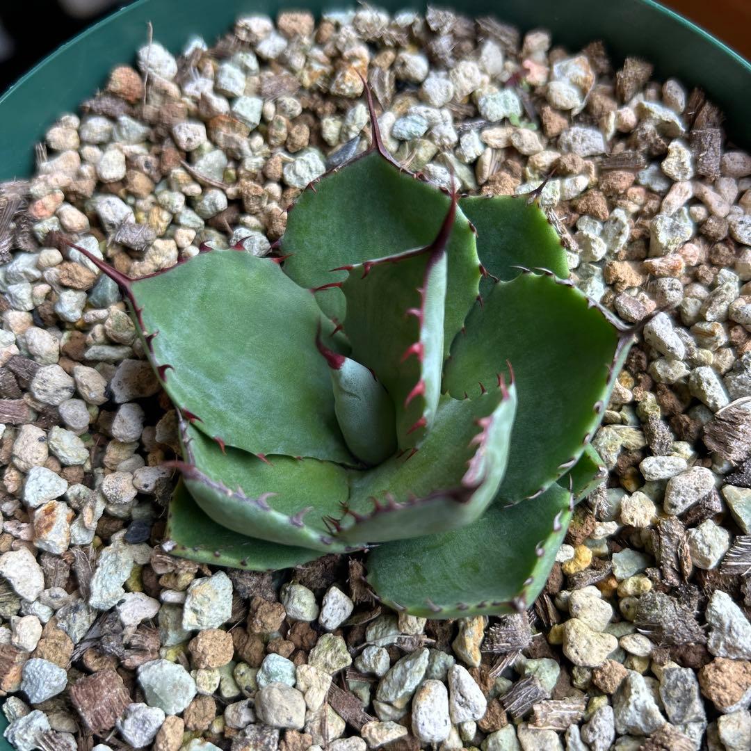 アガベ　パリー　トランカータ　塵斑　Ns産　散り斑