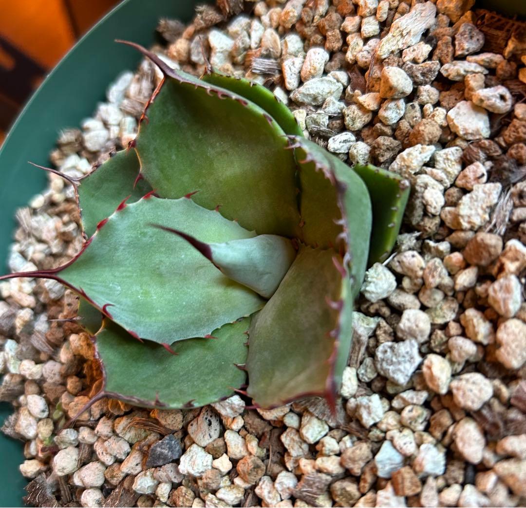 アガベ　パリー　トランカータ　塵斑　Ns産　散り斑