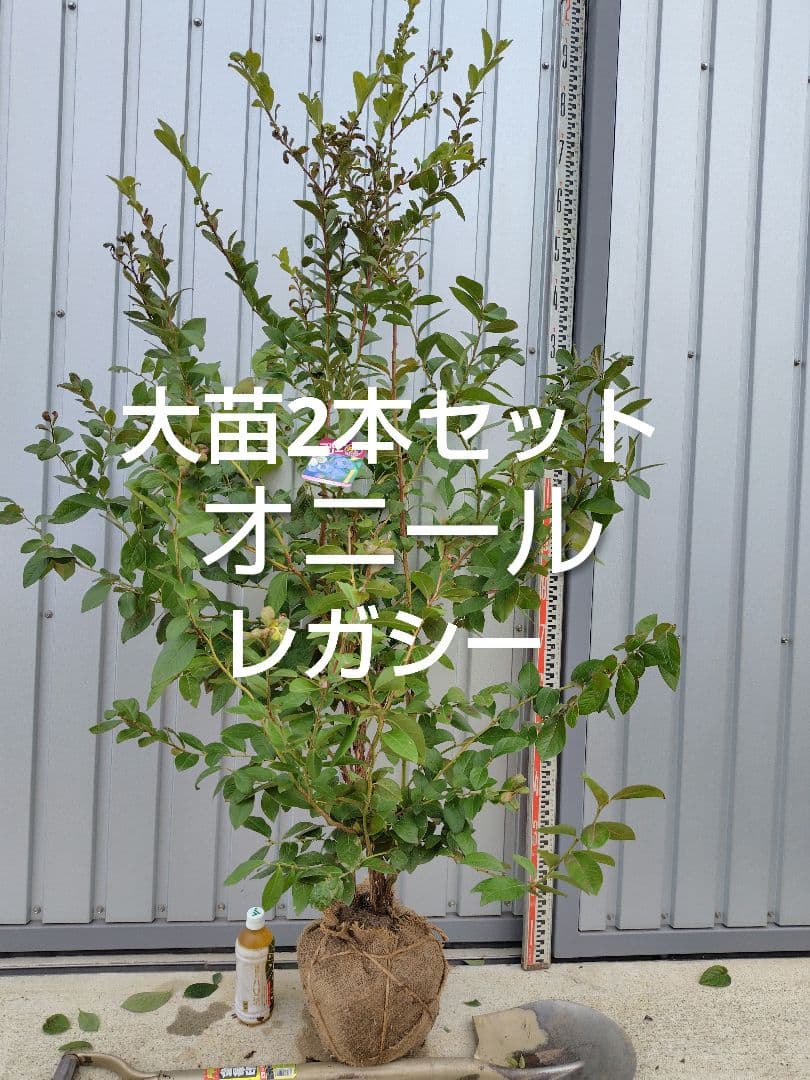 ブルーベリー苗オニール＆レガシー大苗2本セット