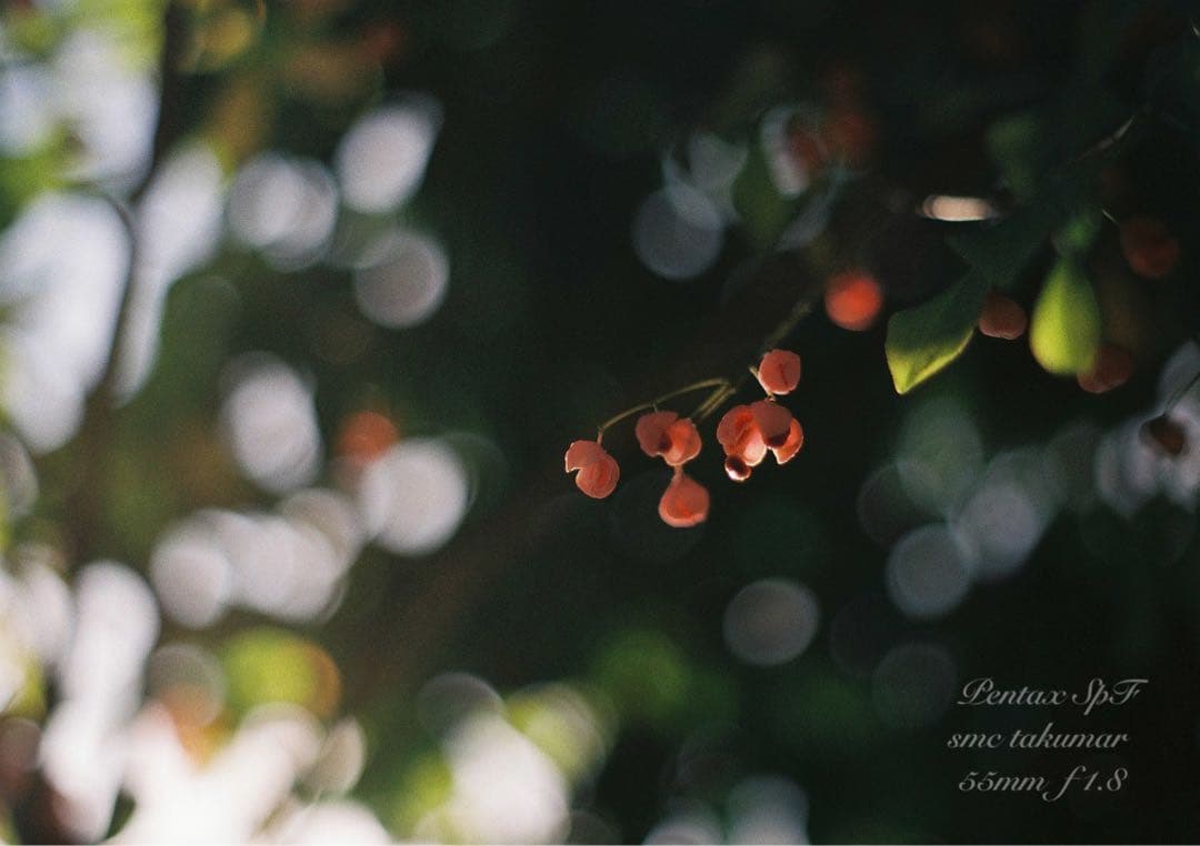 超美品＊完動品★pentax spf／ f1.8★初期保証＊作例必見＊絶好調！