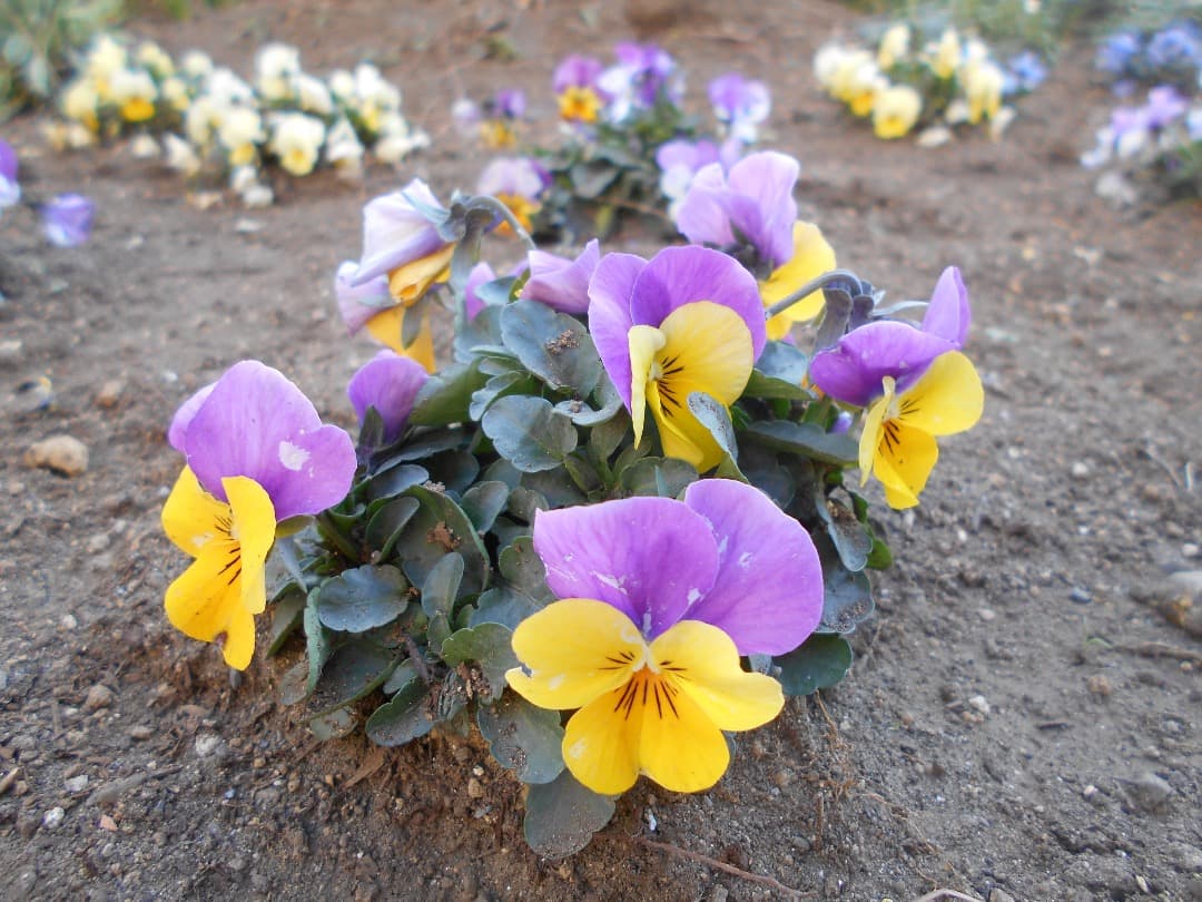 実写美⭕️【動作確認済】 Nikon COOLPIX L32