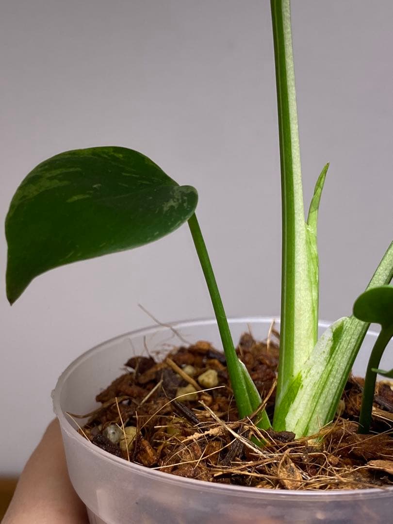 ル*ル様 【超美苗‼️】モンステラ　デリシオーサ　ベトシオーサ　バルバソー　フシ