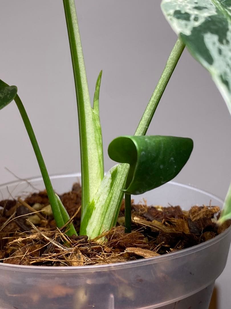 ル*ル様 【超美苗‼️】モンステラ　デリシオーサ　ベトシオーサ　バルバソー　フシ