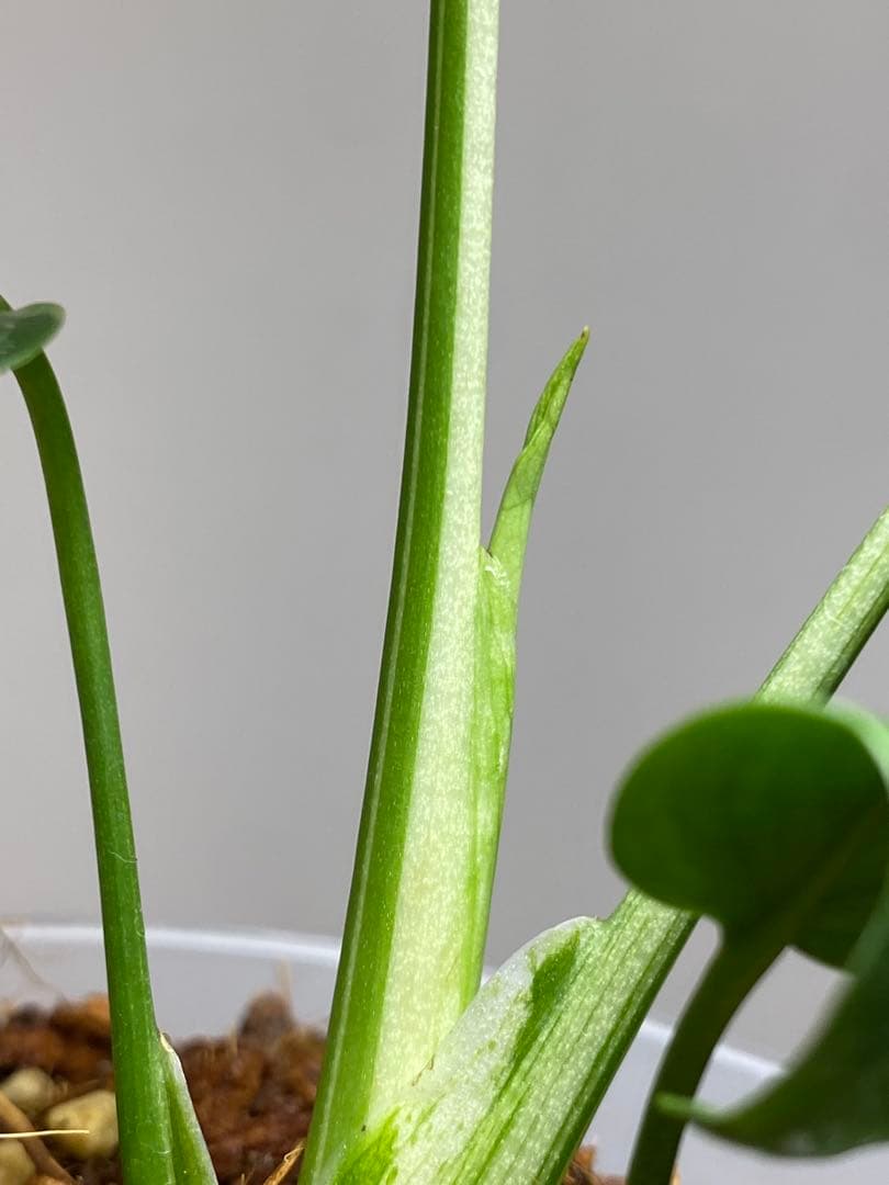 ル*ル様 【超美苗‼️】モンステラ　デリシオーサ　ベトシオーサ　バルバソー　フシ