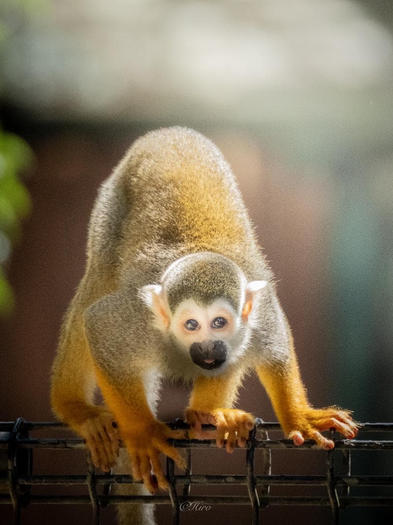 M.zuikoED75-300mm F4.8-F6.7II + 純正フード