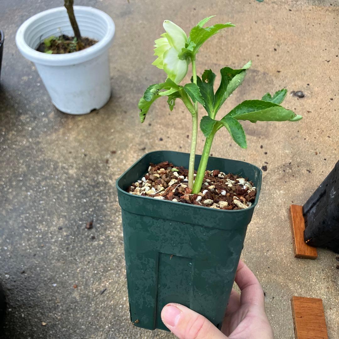 ク*ツ様 格安スタート　クリスマスローズ　ハート利休