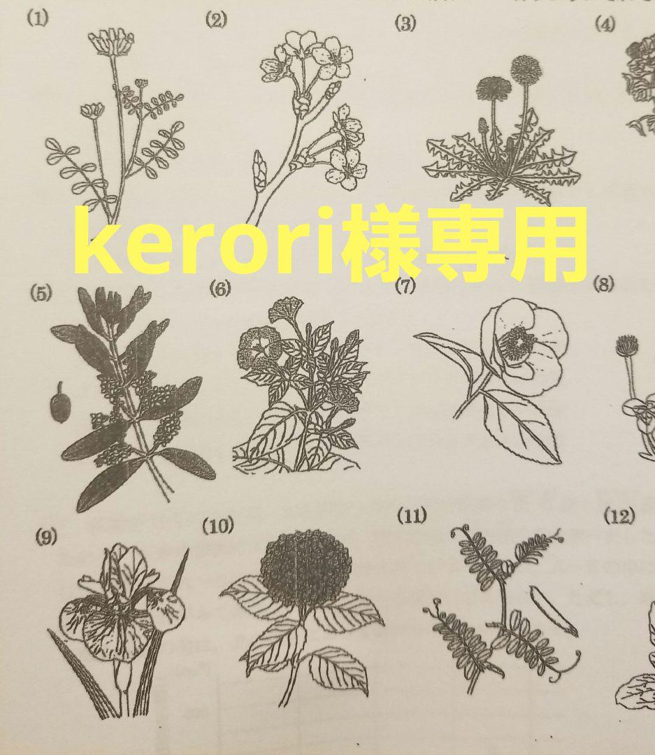 語学・辞書・学習参考書 kerori