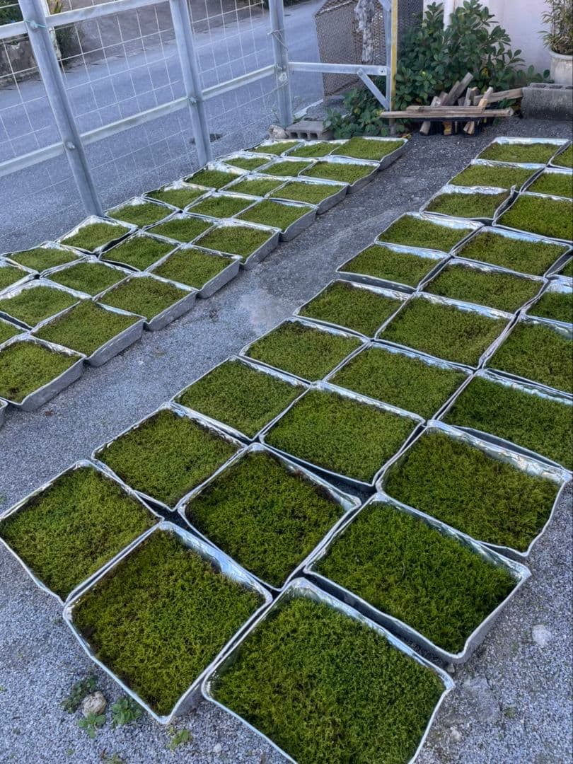 ★継足品★10個セット◎ハイ苔5年物◎造園苔玉★厚2〜3/長47幅32