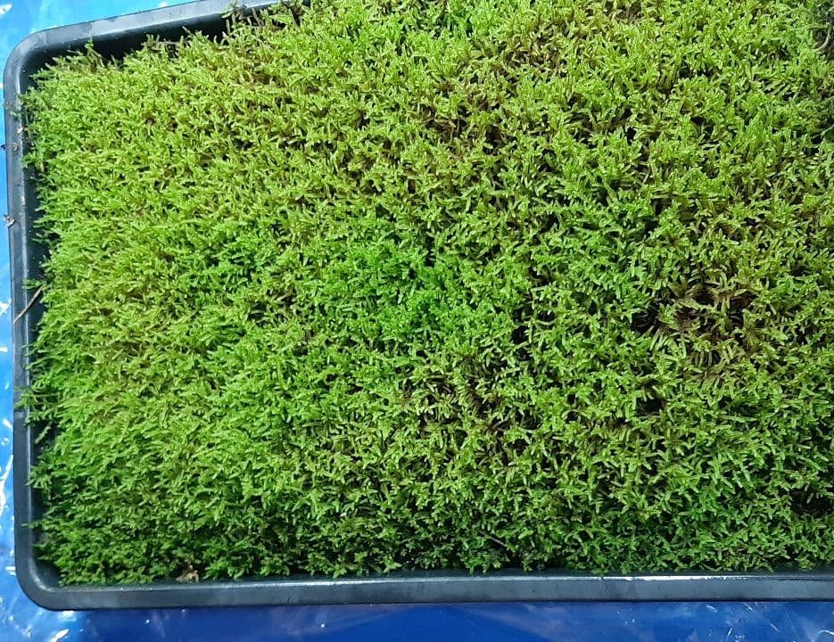 ★継足品★10個セット◎ハイ苔5年物◎造園苔玉★厚2〜3/長47幅32