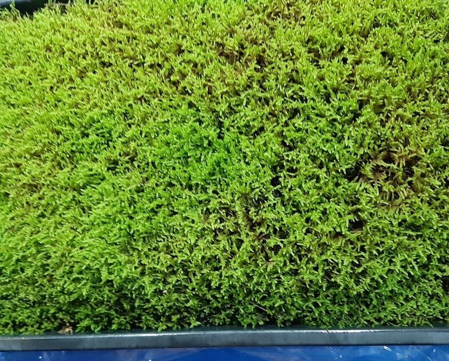 ★継足品★10個セット◎ハイ苔5年物◎造園苔玉★厚2〜3/長47幅32